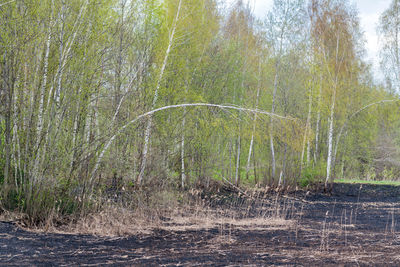 Trees growing in forest