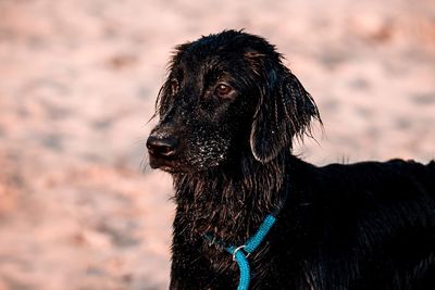 Close-up of a dog looking away