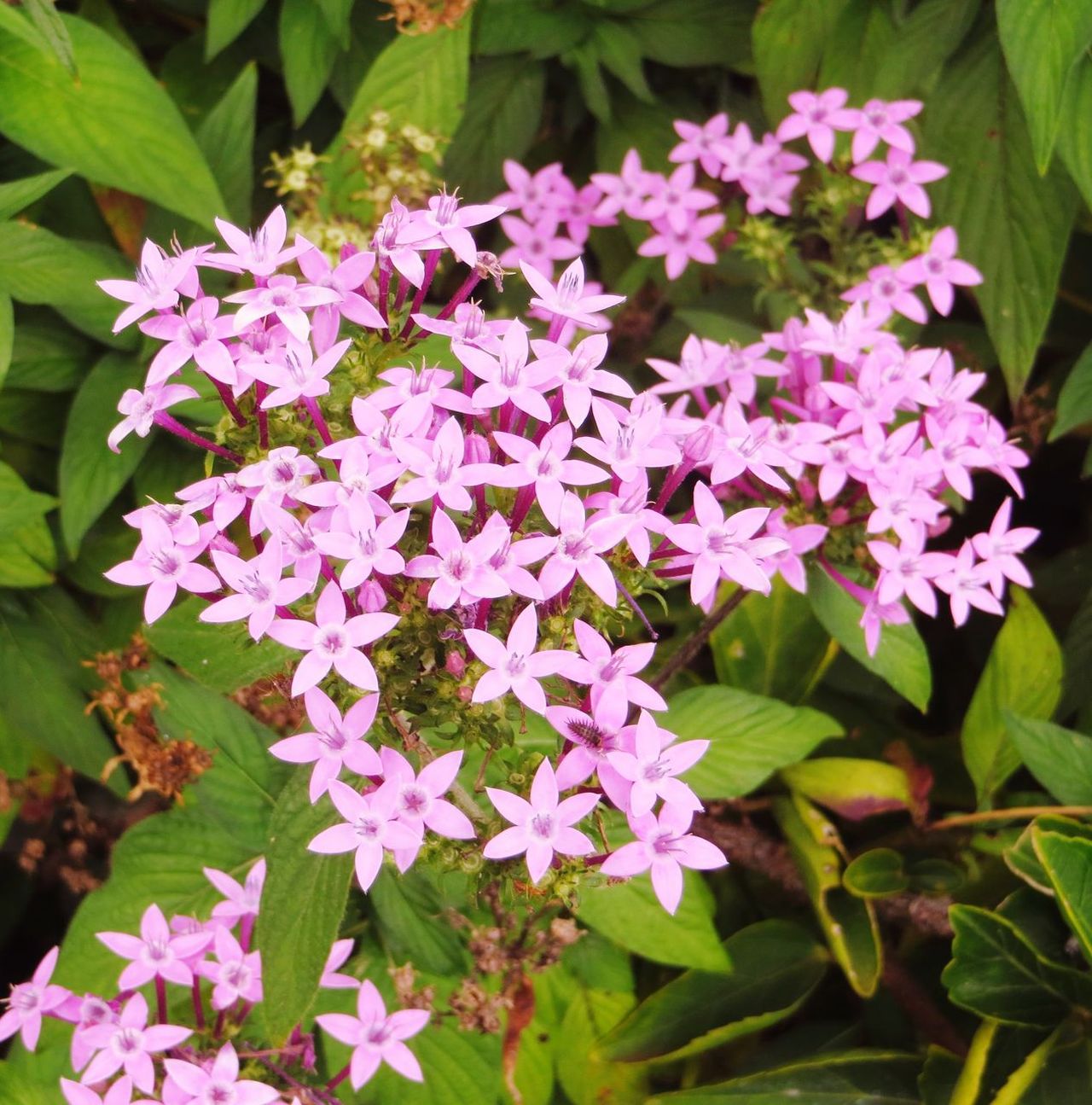 Delicate Pink Flowers