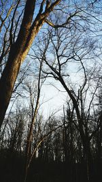 Low angle view of bare trees against sky