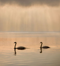 Swans swimming in sea