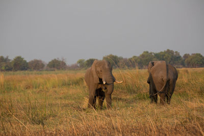 Elephants on grassy field against clear sky