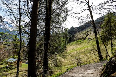 Scenic view of forest against sky