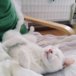 Cat sleeping on tiled floor