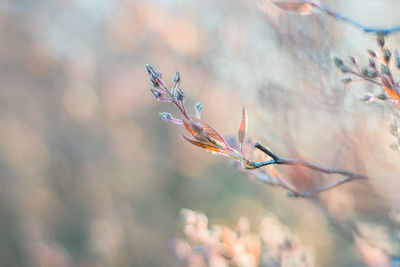 Close-up of flowering plant against blurred background