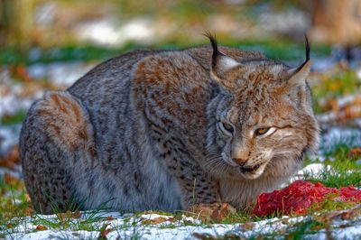 European lynx and his prey