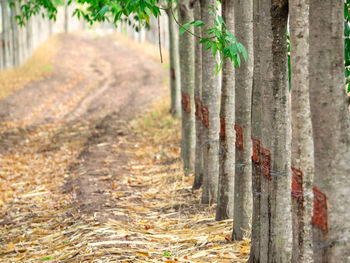 Footpath amidst trees in forest