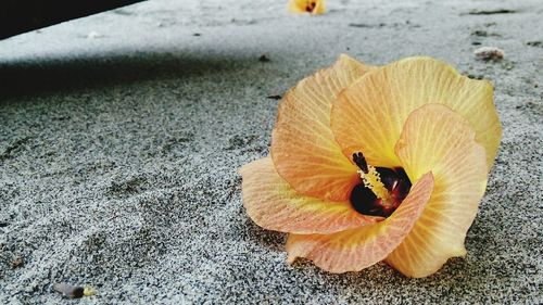 Close-up of flower petals on ground