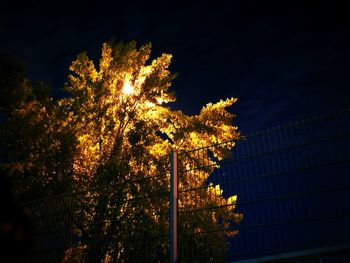 Low angle view of tree against sky at night