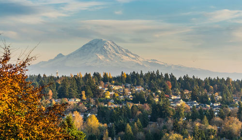 View of trees with mountain in background