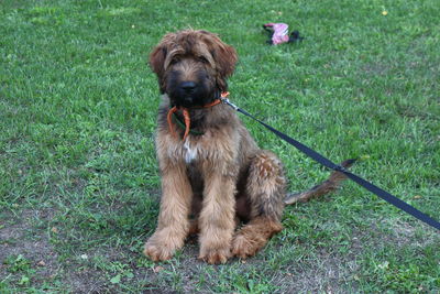 Portrait of dog sticking out tongue on field