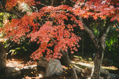 Close-up of tree