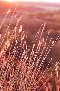 Close-up of grass on field against sky during sunset