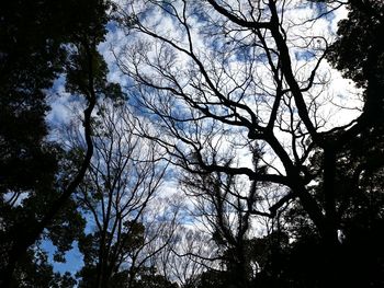 Low angle view of trees in forest against sky