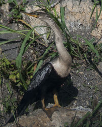 Close-up of bird perching on tree