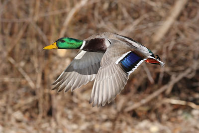 Side view of mallard duck flying 