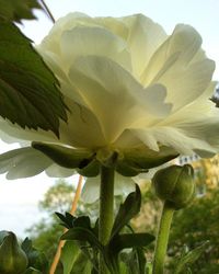 Close-up of flower blooming against sky