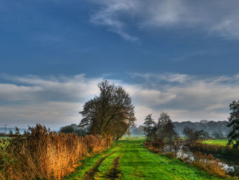 Trees on field against sky