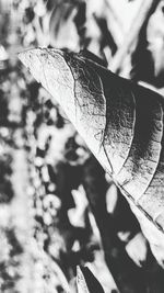 Close-up of leaf