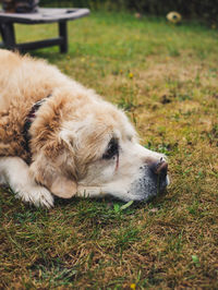 Dog resting on field