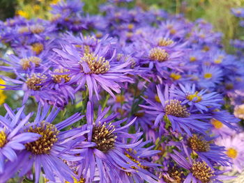 Close-up of purple flowering plants