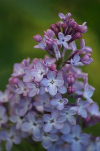 Close-up of purple flowering plant