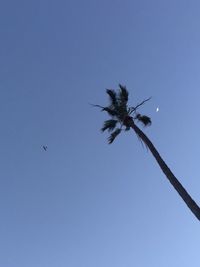 Low angle view of trees against clear blue sky