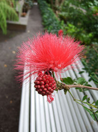 Close-up of red flower growing on plant