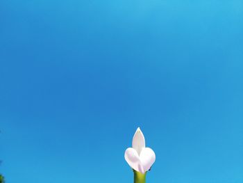 Low angle view of white balloon against blue sky