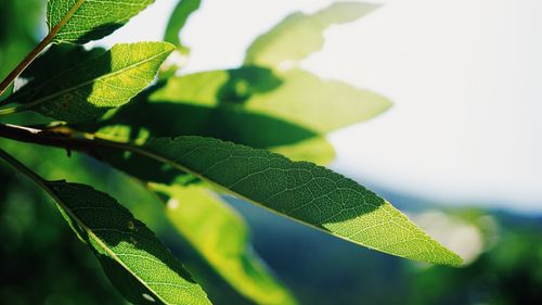 Close-up of green leaves