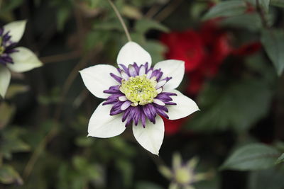 Close-up of white flowering plant