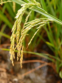 Close-up of wheat growing on field