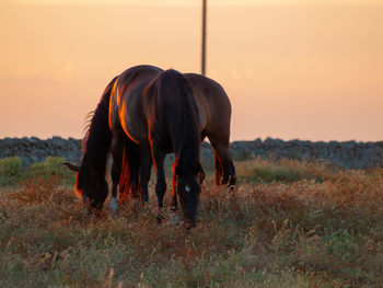 Horse grazing in field