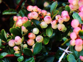 Close-up of berries growing on plant