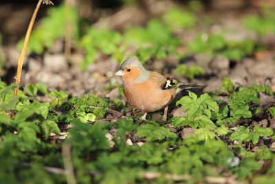 Close-up of bird perching on a field