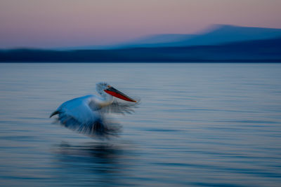 Bird flying over lake