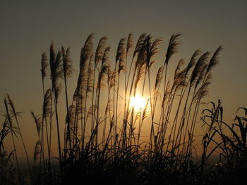 Close-up of silhouette plants growing on field against sky during sunset