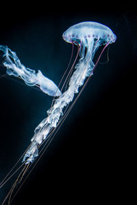 Close-up of jellyfish swimming in water against black background