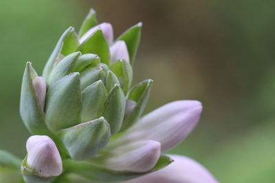 Close-up of succulent plant