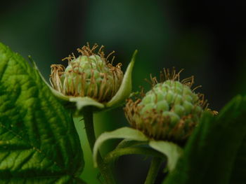 Close-up of white flower buds
