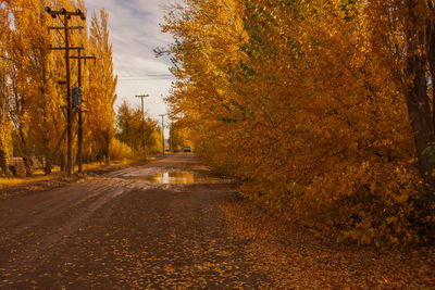 Road amidst trees in forest during autumn