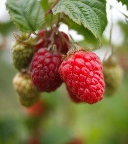 Close-up of strawberries