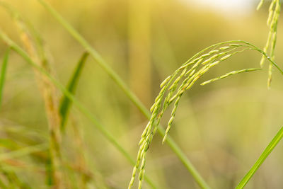 Close-up of crop growing on field