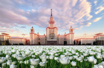 White flowering plants in city against cloudy sky