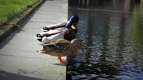 Mallard ducks on lake