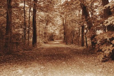 Trees in forest during autumn