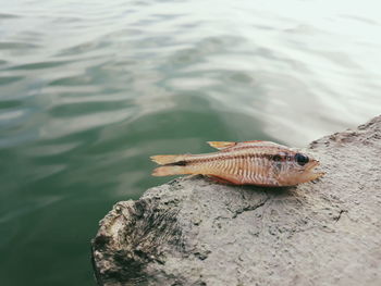 Close-up of deadfish on rock by sea