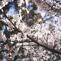 Low angle view of cherry blossoms in spring