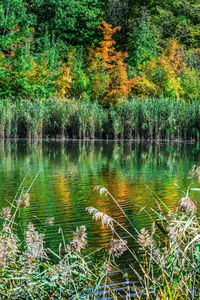 Trees by lake in forest during autumn