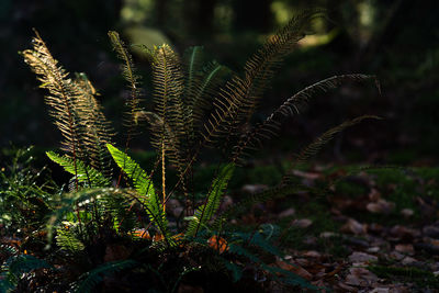 Close-up of fern on field